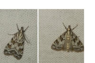 Scoparia pyralella