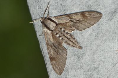 Hyloicus pinastri