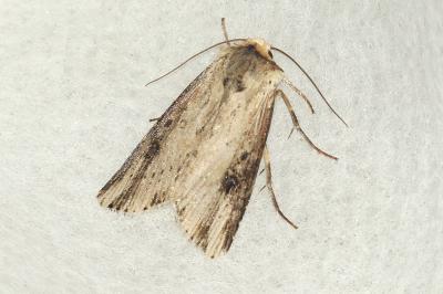 Axylia putris