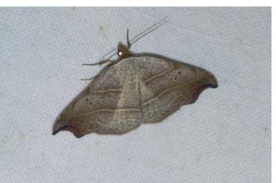 Laspeyria flexula