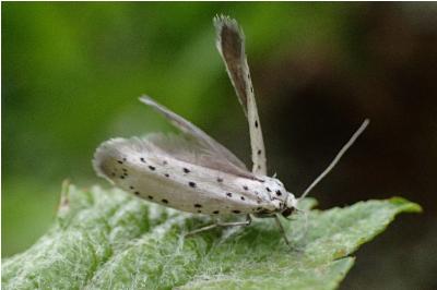 Yponomeuta padella