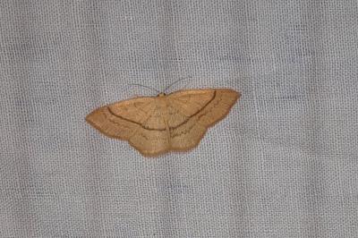 Cyclophora linearia