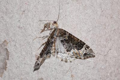 Ecliptopera silaceata