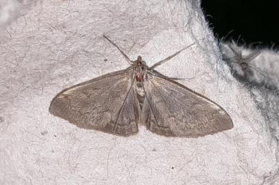 Anania fuscalis