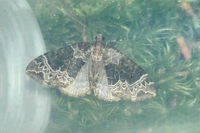 Ecliptopera silaceata