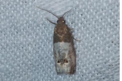Notocelia roborana