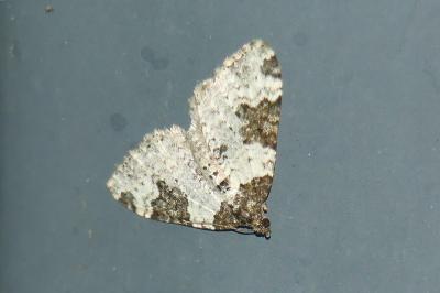 Xanthorhoe fluctuata