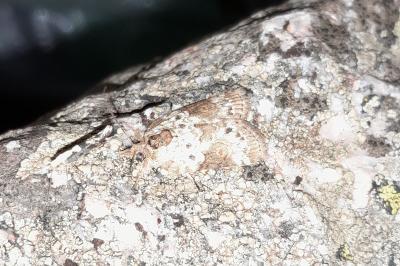 Nycteola revayana