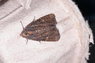 Mesapamea secalis