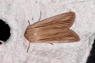 Leucania comma