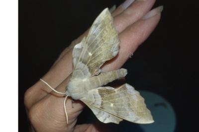 Laothoe populi
