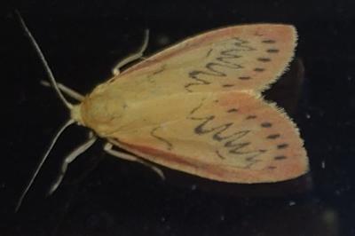 Miltochrista miniata