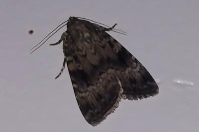 Amphipyra berbera svenssoni