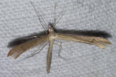 Stenoptilia bipunctidactyla