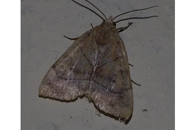 Cosmia trapezina