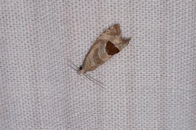 Notocelia uddmanniana