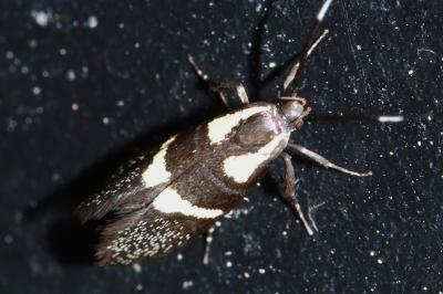 Dasycera oliviella