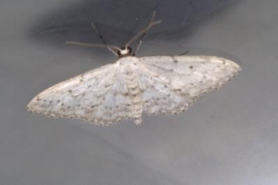 Idaea seriata