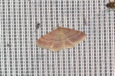 Scopula rubiginata