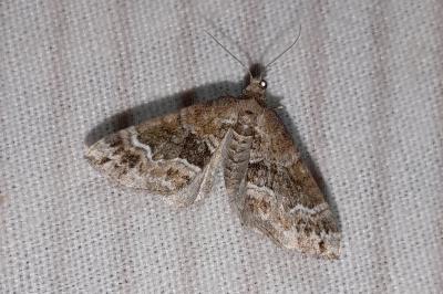 Perizoma bifaciata