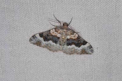 Epirrhoe galiata