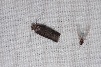Aroga velocella