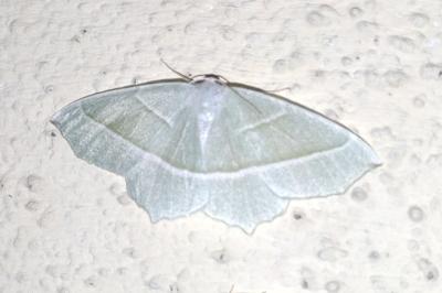 Campaea margaritaria