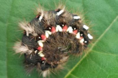 Acronicta rumicis