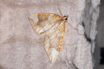 Eulithis populata