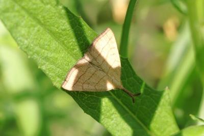 Polypogon tentacularia