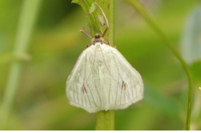 Sitochroa palealis