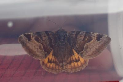 Euclidia glyphica