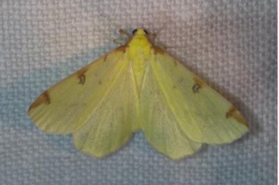 Opisthograptis luteolata