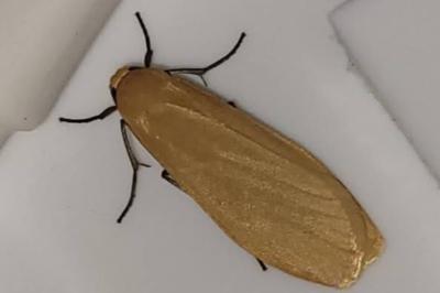 Wittia sororcula