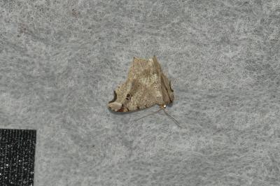 Macaria alternata