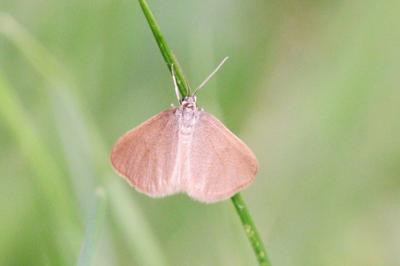 Minoa murinata