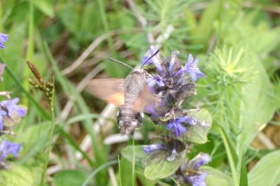 Macroglossum stellatarum