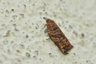 Archips oporana