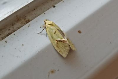 Agapeta hamana