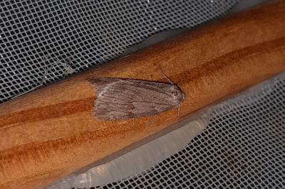 Pachycnemia hippocastanaria hippocastanaria