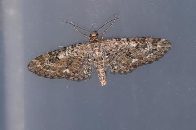 Eupithecia nanata
