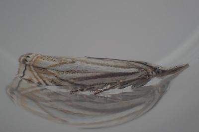 Crambus lathoniellus