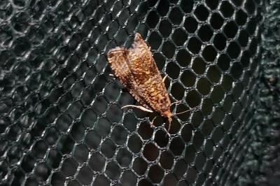 Celypha lacunana