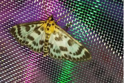 Anania hortulata