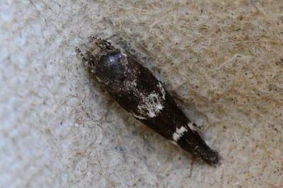 Mompha subbistrigella