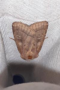 Diarsia rubi