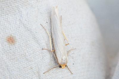Eilema caniola