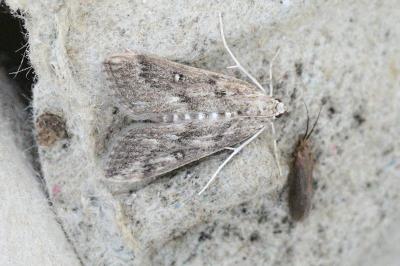Parapoynx stratiotata