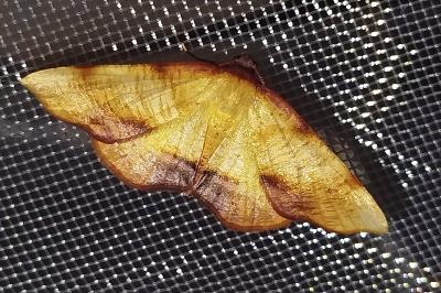 Plagodis dolabraria