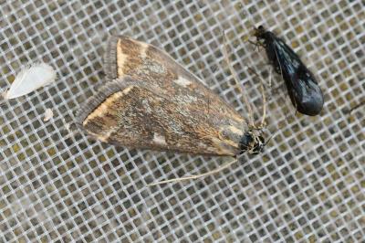 Loxostege sticticalis